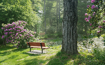 Bench in Child's Park, England, bench, trees, Rhododendrons, pond, park HD wallpaper