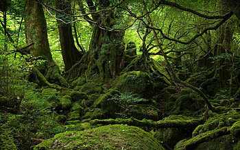 Rainforest , Top , Breathtaking backgrounds, Serenity in nature HD wallpaper