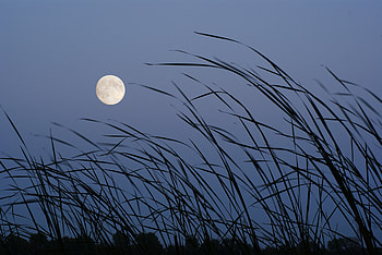 Nature, Grass, Moon, Evening, Satellite HD wallpaper