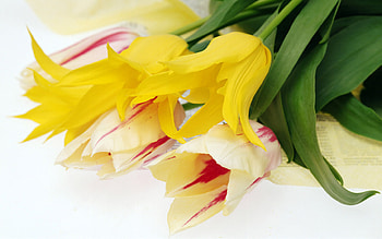 Sweet bouquet, still life, bouquet, pretty, yellow, flower, nature HD wallpaper