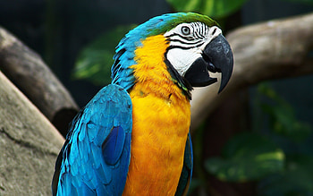 Animals, Birds, Parrots HD wallpaper