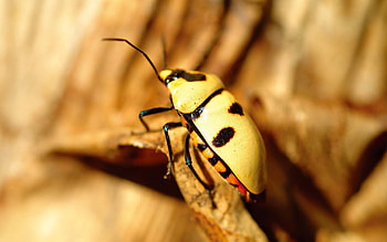 Beetle, Corn rootworm beetle , Animal HD wallpaper