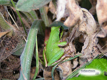 LITTLE GREEN FROG, frog, sitting, green, little HD wallpaper