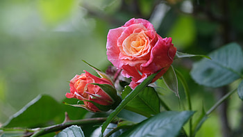 Roses, Flowers, Leaves, Pink HD wallpaper