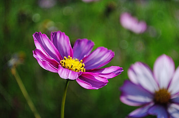 Pink Flowers, bokeh, graphy, beautiful, beauty, close up, daisies, pink, pretty, daisy, green, nature, flowers, lovely, macro HD wallpaper