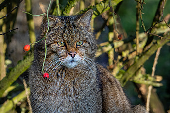 Animals, Cat, Branches, Pet HD wallpaper