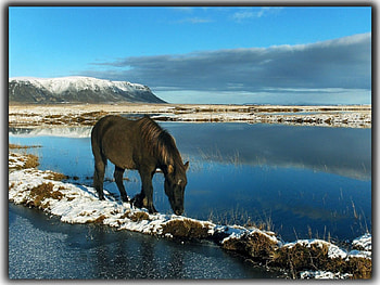 Im-coming, sea, horse HD wallpaper
