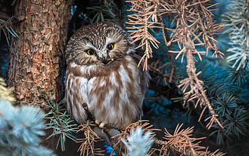 Boreall Owl, animal, bird, owl HD wallpaper