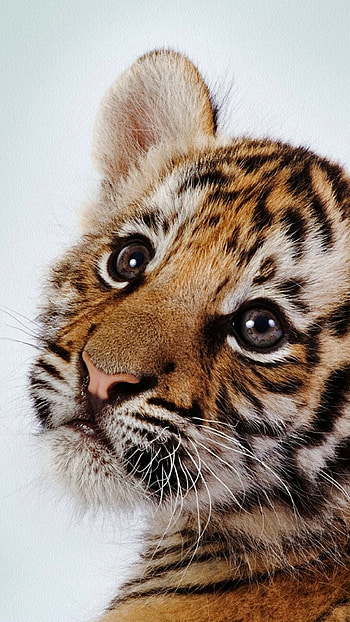 Cute baby tiger, mobile tablet, Supreme , Fuzzy cuteness HD phone wallpaper