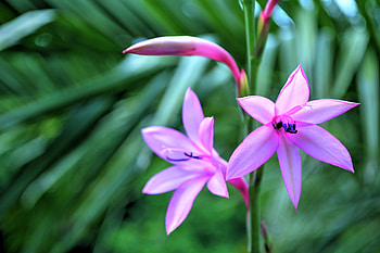 Flowers, Petals, Blur, Smooth, Exotic HD wallpaper