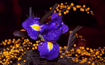 Deep Blue, garden, iris, blossom, yellow HD wallpaper