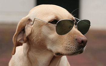 Animals, Dog, Muzzle, Glasses, Spectacles, Fashionable HD wallpaper