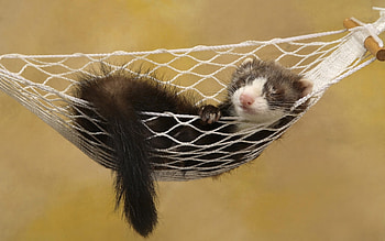 Animals, Ferrets HD wallpaper