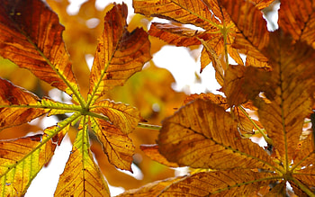 Chestnut tree, Nature, Tree bark, Leaves HD wallpaper