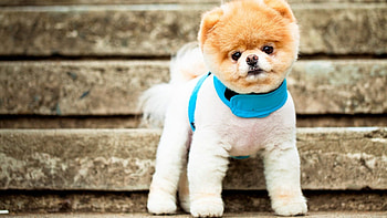 Animals, Puppy, Kid, Tot, Bench, Collar HD wallpaper