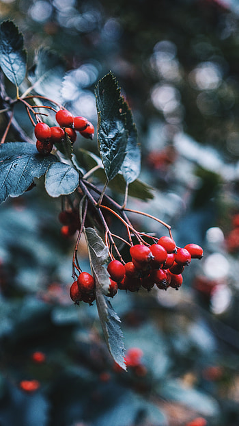 Berries, Briar, Plant, Macro, Branch HD phone wallpaper