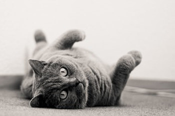 Cat, animal, eyes, cute, relax, fur, whiskers, black and white, paw HD wallpaper