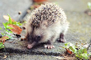 Animals, Leaves, Thorns, Prickles, Hedgehog HD wallpaper