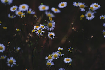 Flowers, Camomile, Macro, Insect HD wallpaper