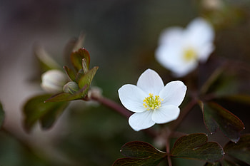 Flower, Plant, Macro, Bloom, Flowering HD wallpaper