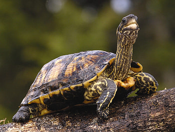 Animals, Turtles HD wallpaper