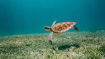 Aquatic bliss, Submerged beauty, , delights HD wallpaper