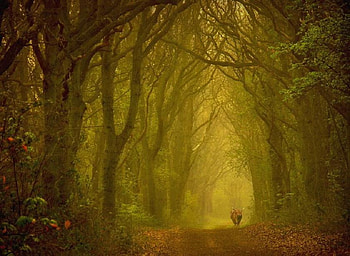 Lazy Days, cow, canopy, bullock, haze, charming, leaves, trees, autumn, beast HD wallpaper