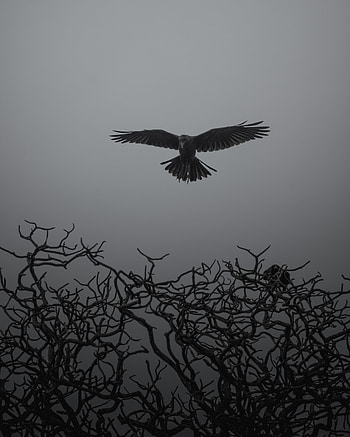 Animals, Bird, Branches, Bw, Chb, Crow, Fly, To Fly HD phone wallpaper