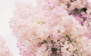 Flowers, Lilac, Close-Up, Branch, Spring HD wallpaper