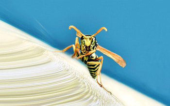 Macro, Insect, Stripes, Wings, Strips, Wasp HD wallpaper