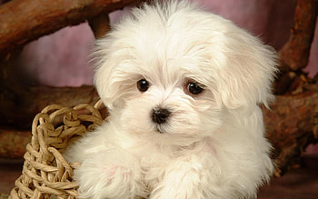 Bolognese Dog, Bichon Frise , Animals HD wallpaper