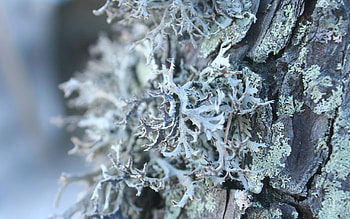 Macro, Wood, Tree, Surface, Grey, Bark HD wallpaper