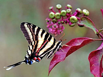 Cute Butterfly, cute, beautiful, butterfly HD wallpaper