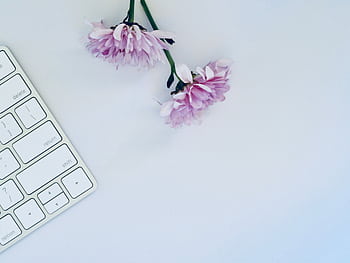 A minimalist flat lay of a white keyboard and purple chrysanthemum flowers on a clean desk. HD wallpaper