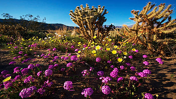 Anza-Borrego Desert, California, spring, blossoms, hills, landscape, flowers, usa HD wallpaper