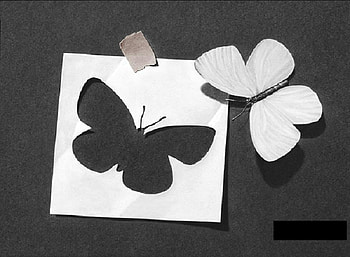 paper metamorphosis, white, black, butterfly, metamorphosis, paper HD wallpaper
