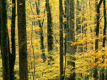 Nature, Autumn, Leaves, Wood, Tree HD wallpaper