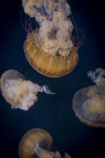 Animals, Water, Jellyfish, Underwater World, Tentacle HD phone wallpaper