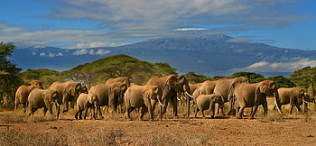 Kilimanjaro, Travels, Animal dual screen, Nature graphy HD wallpaper