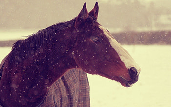 Animals, Winter, Background, Snow, Muzzle, Horse HD wallpaper