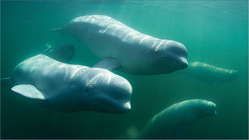 Beluga Whale, April 2021 highlights, Exciting whale news, Insider moviemavens take HD wallpaper