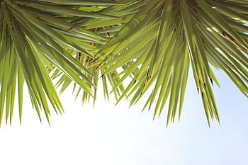 Vibrant green yucca leaves under a bright blue sky, perfect for summer themes. HD wallpaper