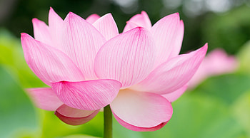 Lotus resolution, Stunning , flower , Breathtaking HD wallpaper