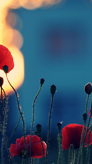Poppy flower, Remembrance , background, Solemn beauty HD phone wallpaper
