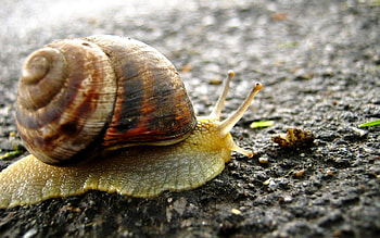 Animals, Background, Surface, Snail, Carapace, Shell HD wallpaper