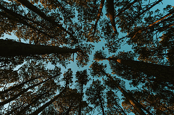 Nature, Trees, Sky, Forest, Bottom View HD wallpaper