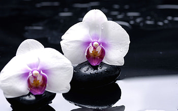 Orchids, still life, nature, flowers HD wallpaper