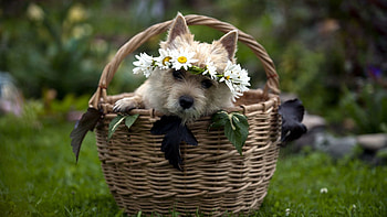 Animals, Flowers, Dog, Basket, Wreath HD wallpaper