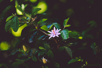 Flowers, Leaves, Flower, Bloom, Flowering, Branch HD wallpaper