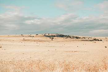 Nature, Grass, Field, Drought HD wallpaper